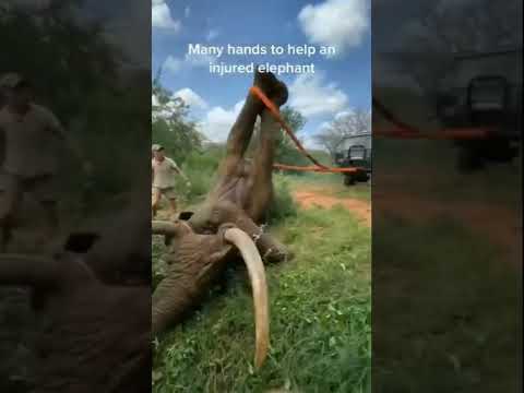 Many hands to help an injured elephant