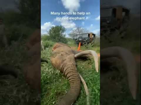 Many hands to help an injured elephant