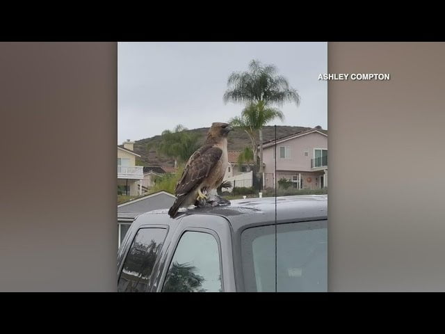 Woman details close-up encounter with Red-tailed Hawk in Santee