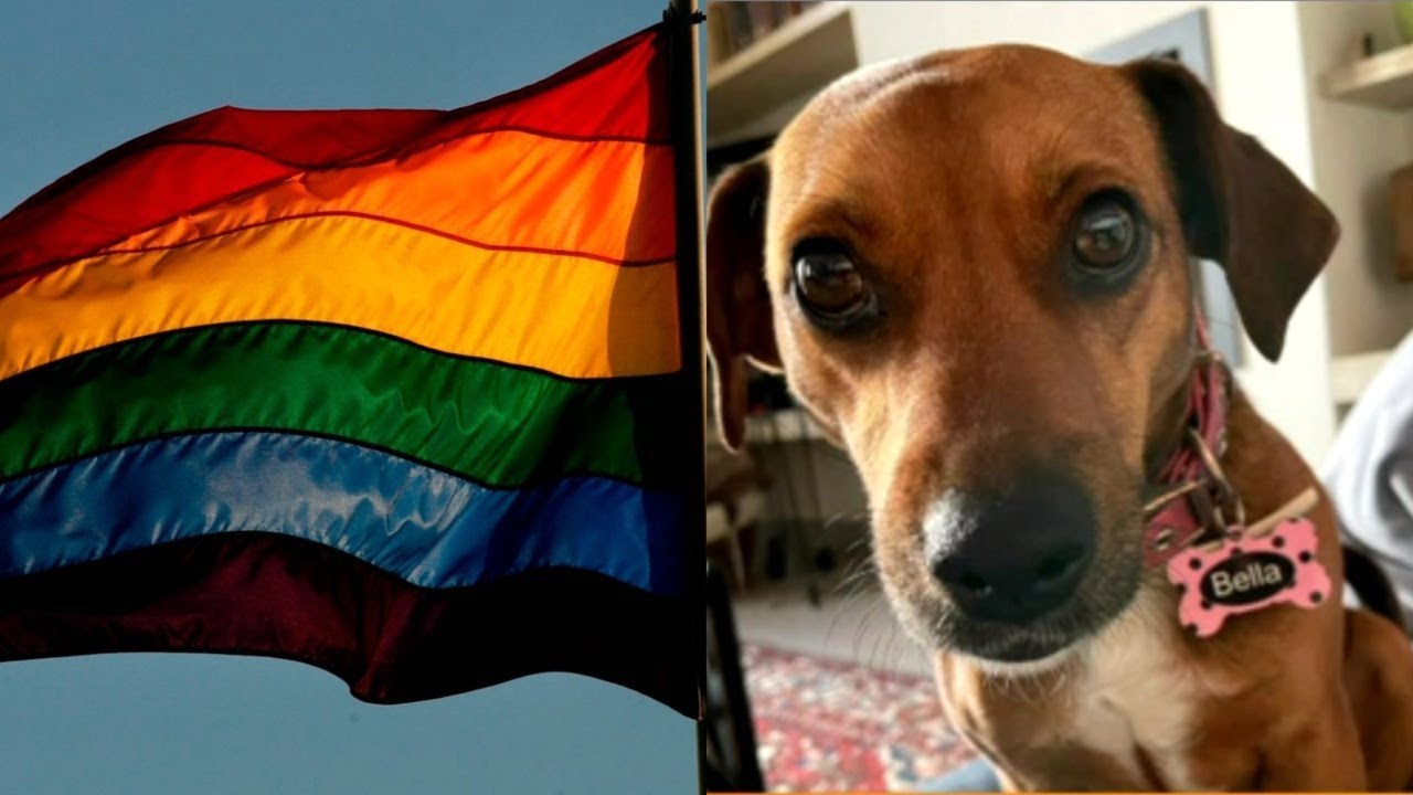 First dog in history to be ‘cancelled’: Rescue pup faces Pride Month